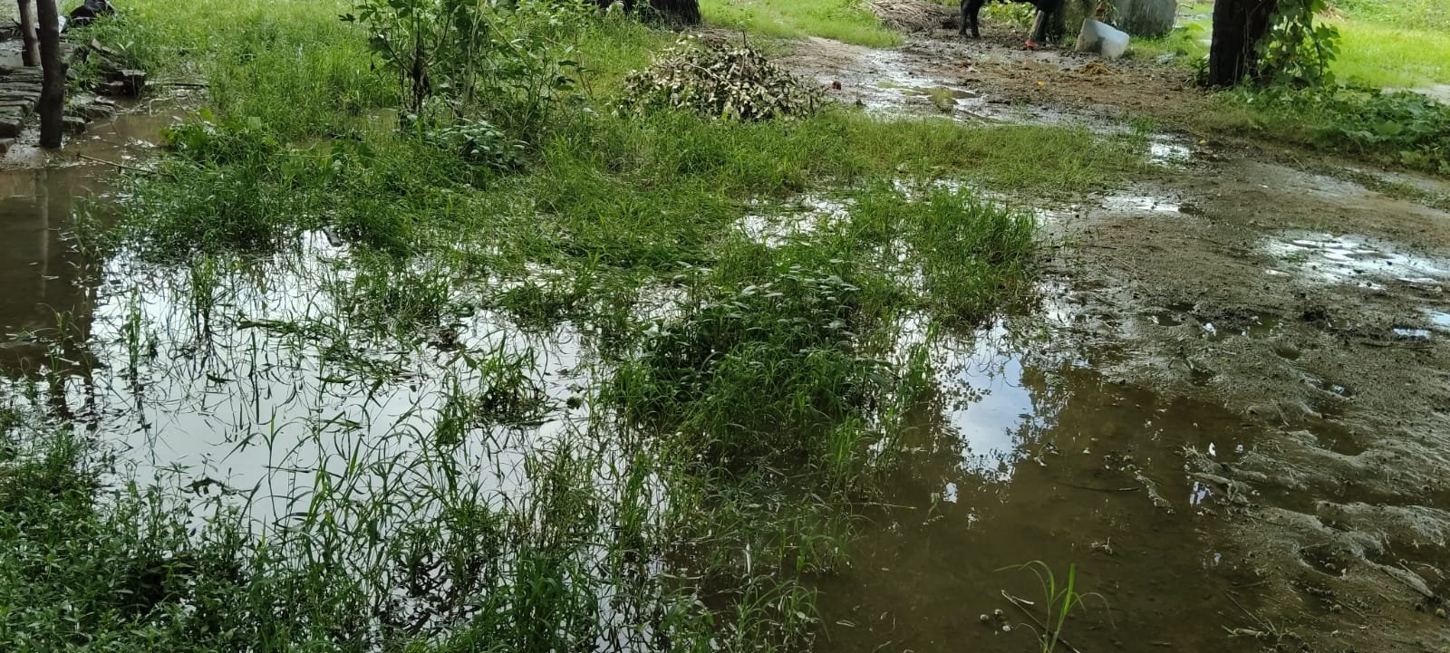 ककरघटा में विकास के दावों की खुली पोल, गलियों से स्कूल तक जलभराव का बोलबाला