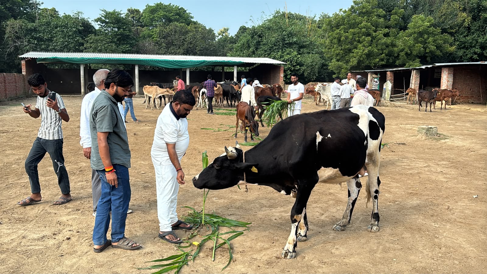 सेवा संकल्प अभियान के तहत गौशाला में की गई साफ़ सफाई, पशुओं को खिलाया गया गुड़,चना और केला